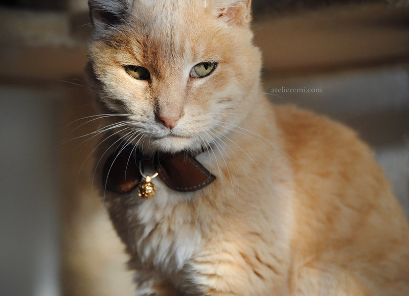 No. P01C | Dapper Cat Collar (Cowhide Lined Interior)